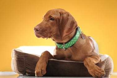 Die besten Halsbänder für Deinen Hund