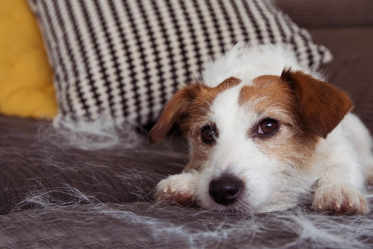 Hunde, die nicht haaren: Was Hundefreunde wissen sollten