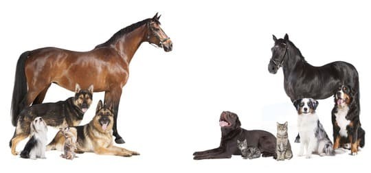 Tierversicherung für Hunde, Katzen und Pferde